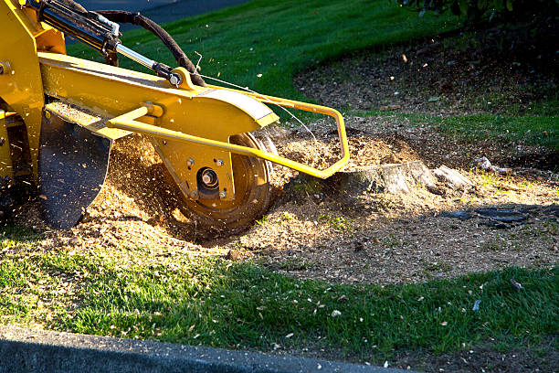 Best Seasonal Cleanup (Spring/Fall)  in Echelon, NJ