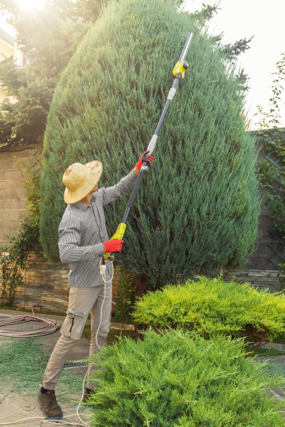 Best Hedge Trimming  in Echelon, NJ