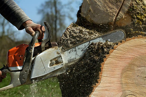 Best Stump Grinding and Removal  in Echelon, NJ